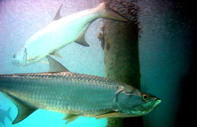 Two silver Atlantic tarpon swimming close together