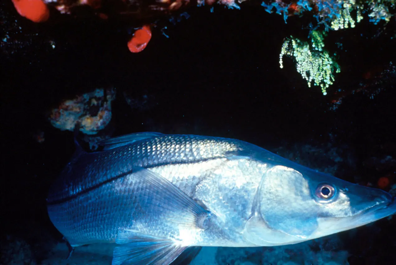 A common snook in profile, silver-gray with a dark lateral line and yellow-tinted fins