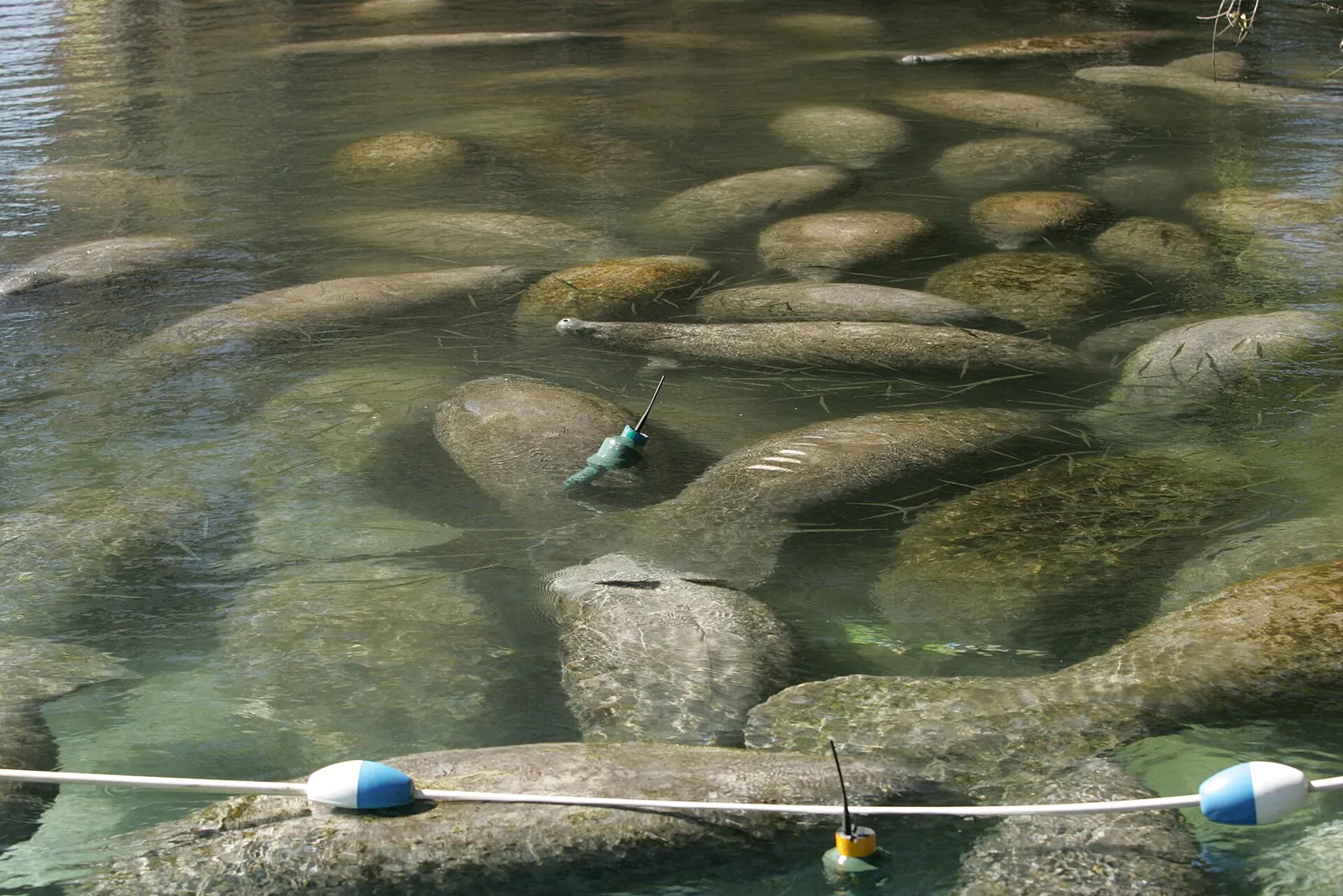 Dozens of manatees resting in clear, shallow spring water behind a rope line