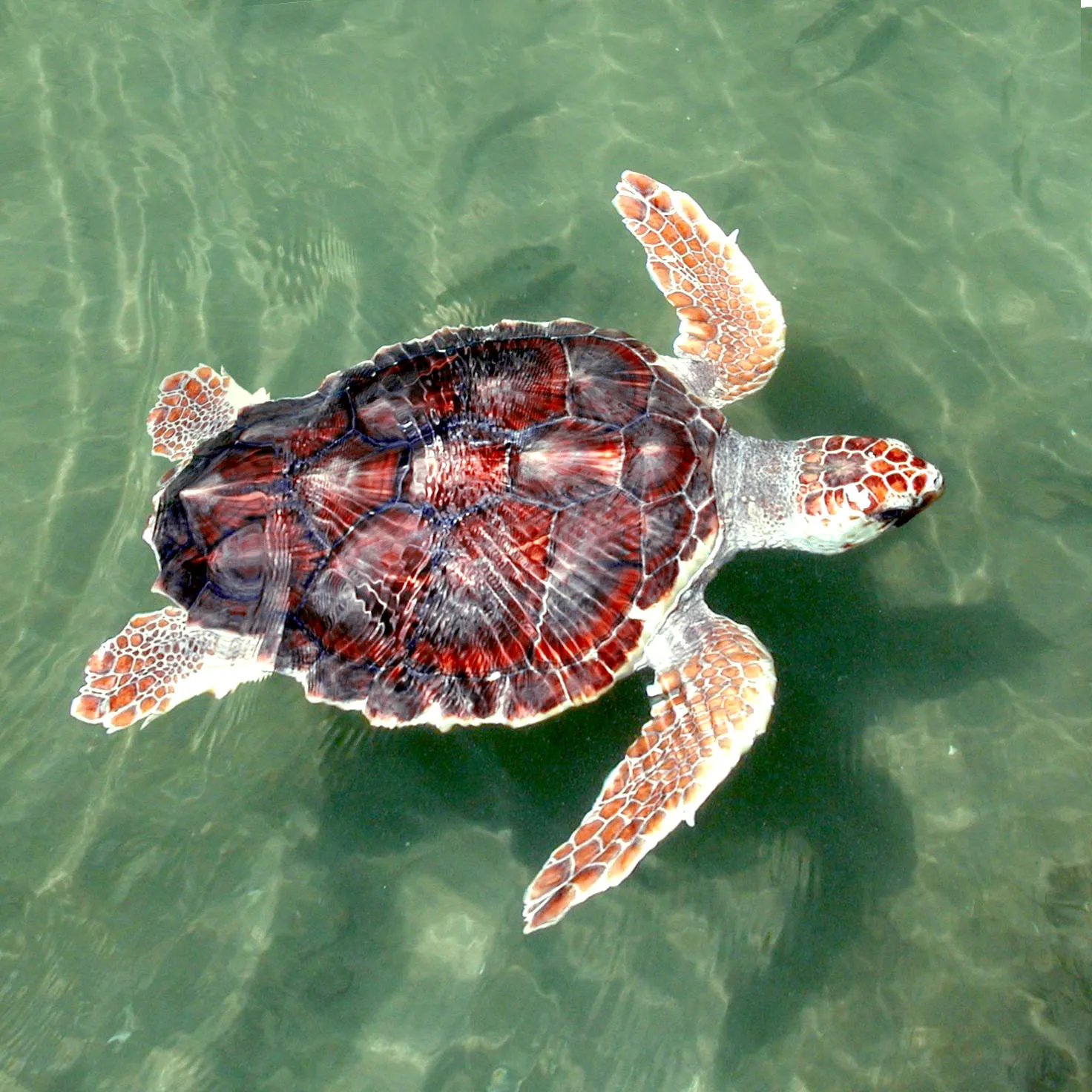 A young loggerhead sea turtle swimming in clear green water