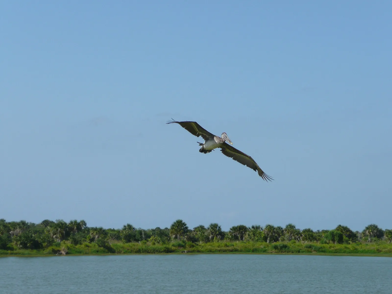A brown pelican flying low over water toward a shoreline