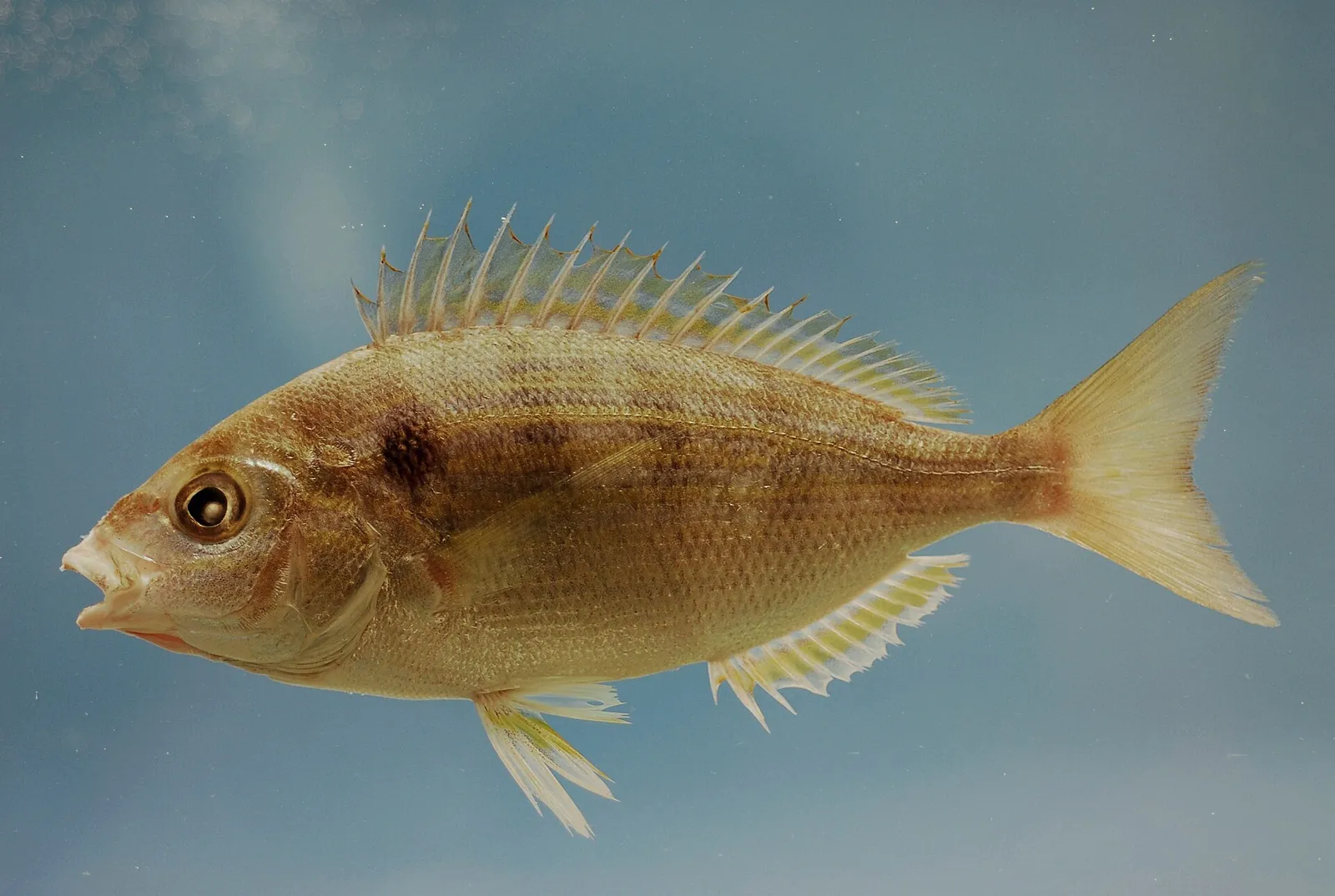 A pinfish with yellow fins and faint vertical bars