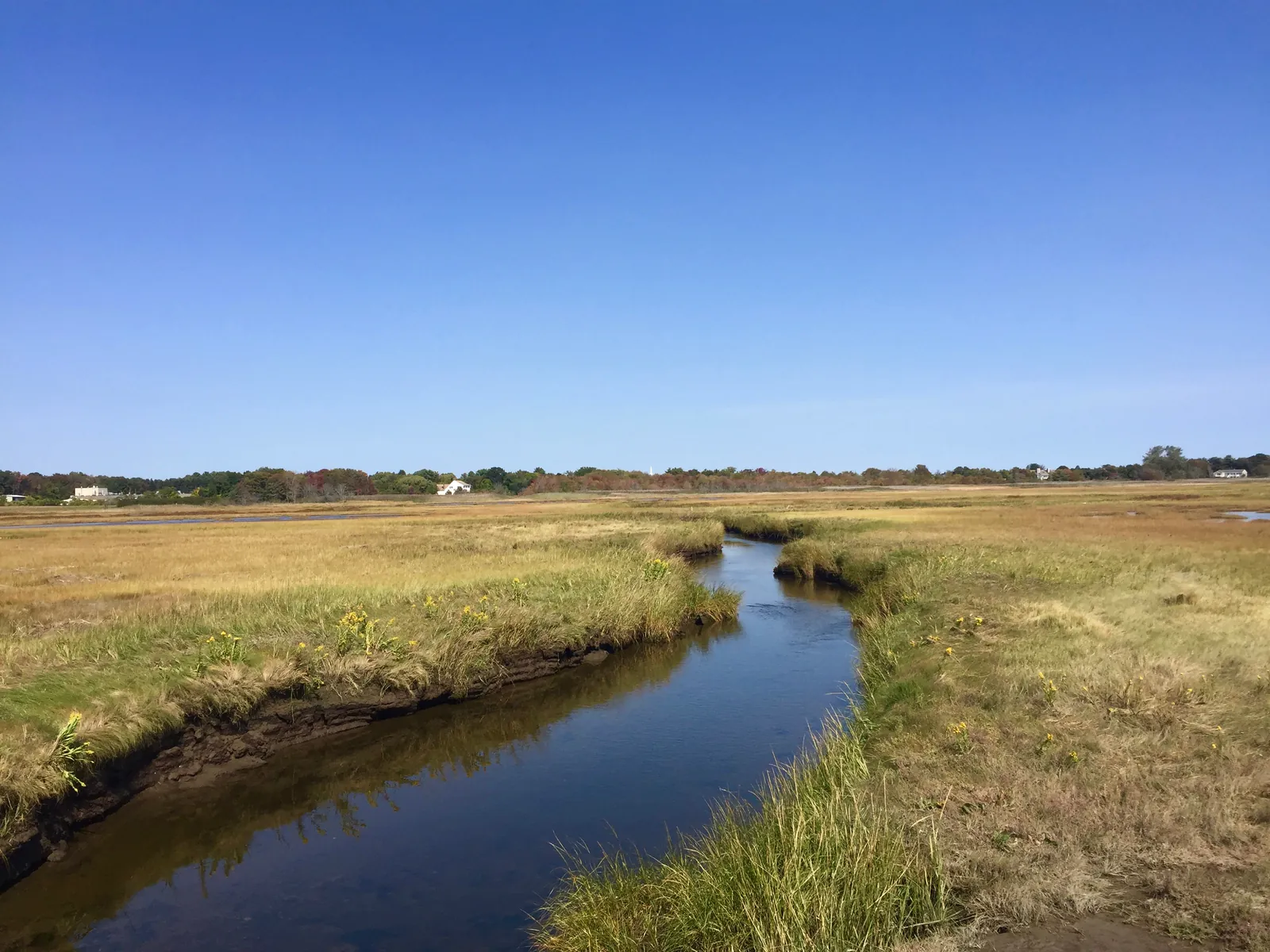 A narrow tidal creek winding through green salt marsh grass, with a low tree line on the horizon