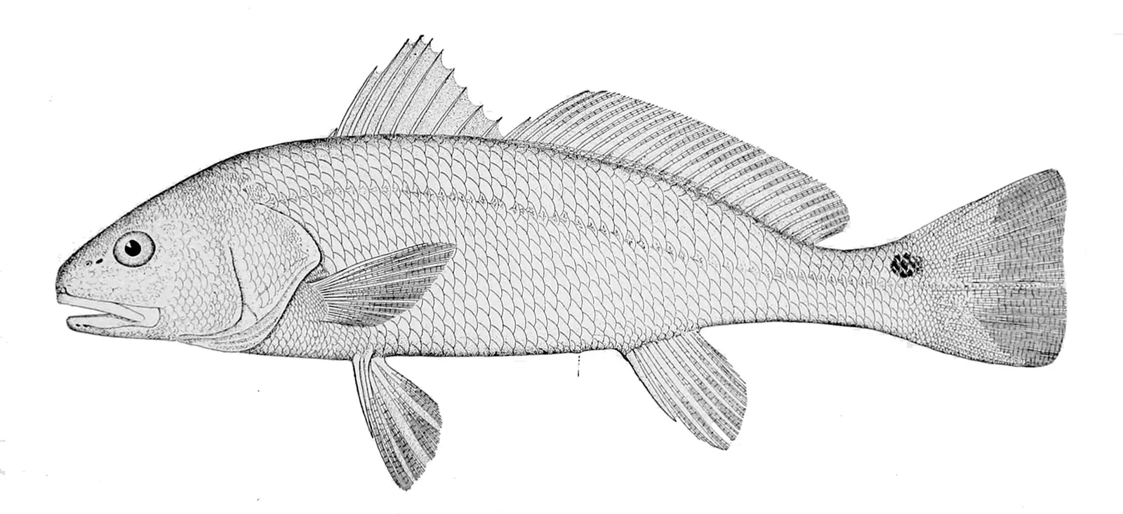 Scientific illustration of a red drum showing the dark spot near the tail