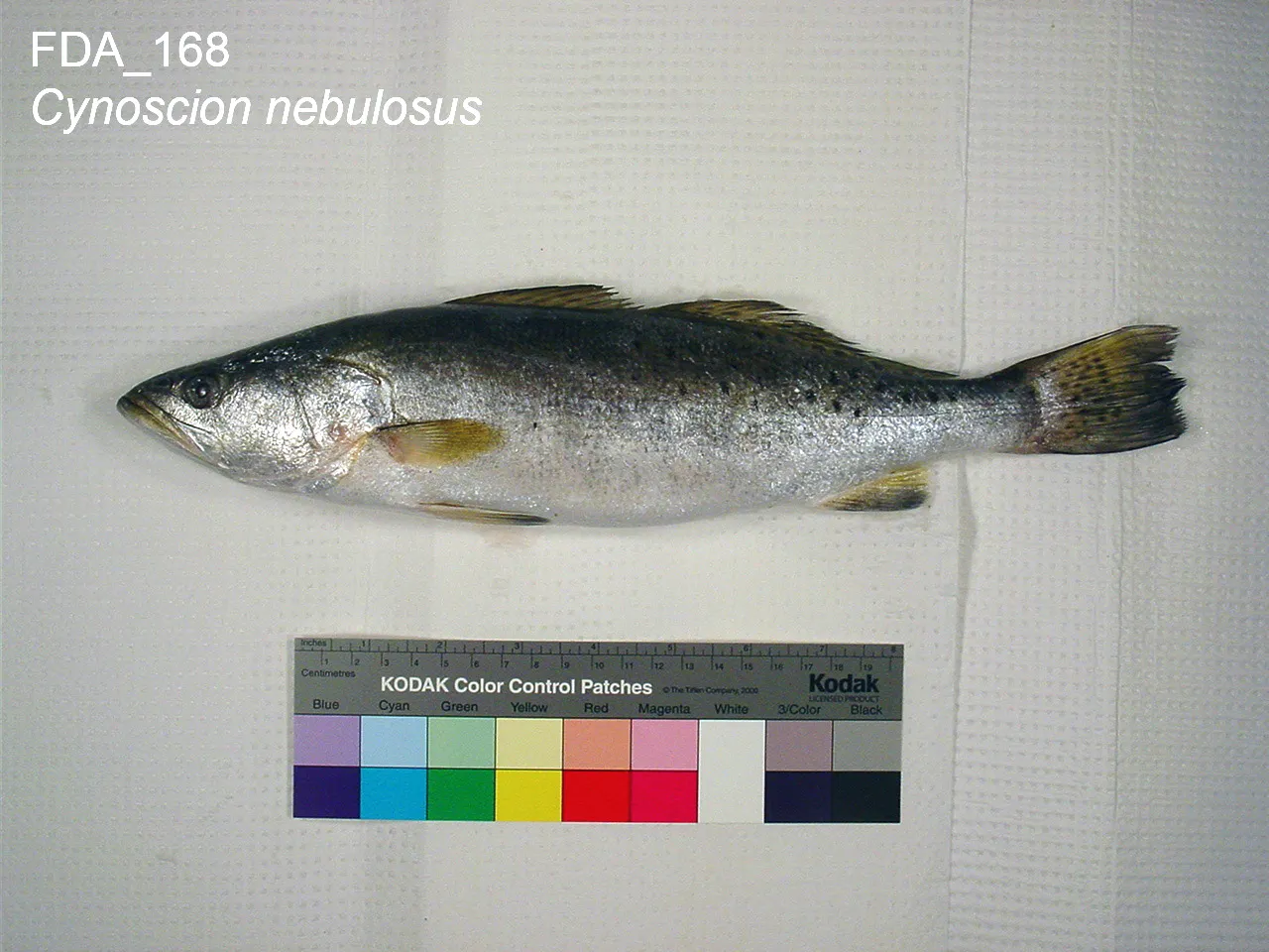Spotted seatrout on a white measuring board, with dark spots along the back, dorsal fin and tail
