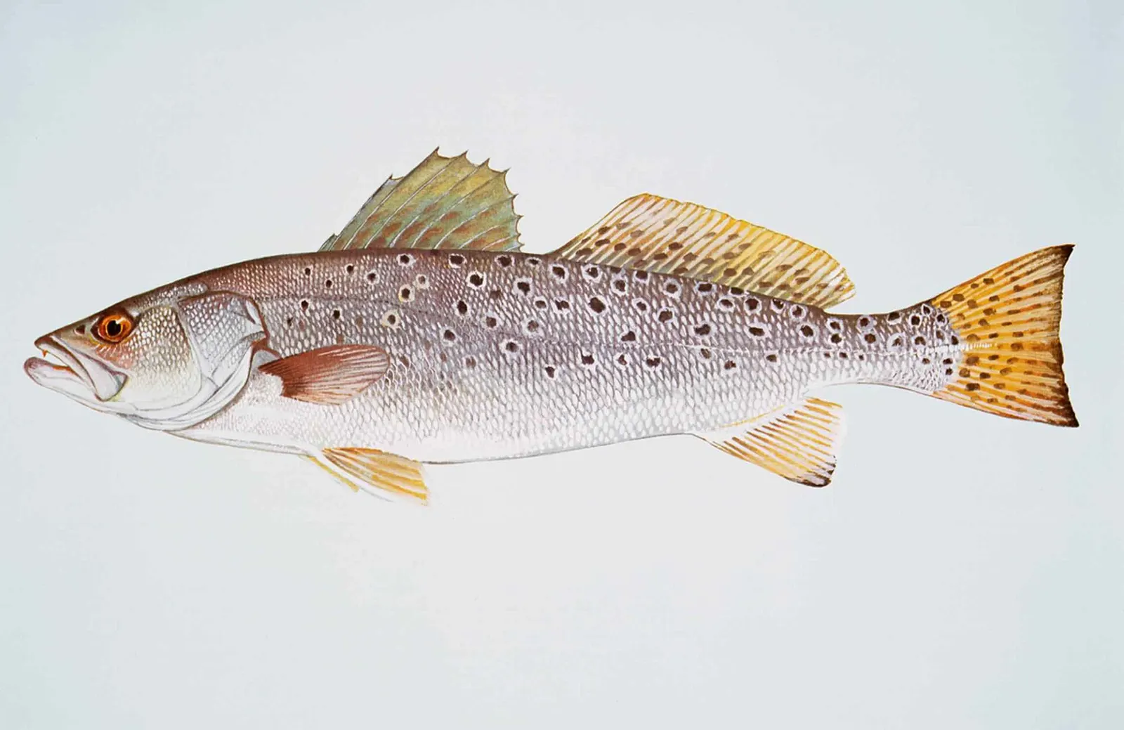 Scientific illustration of a spotted seatrout in profile, with dark spots along its back, dorsal fin, and tail