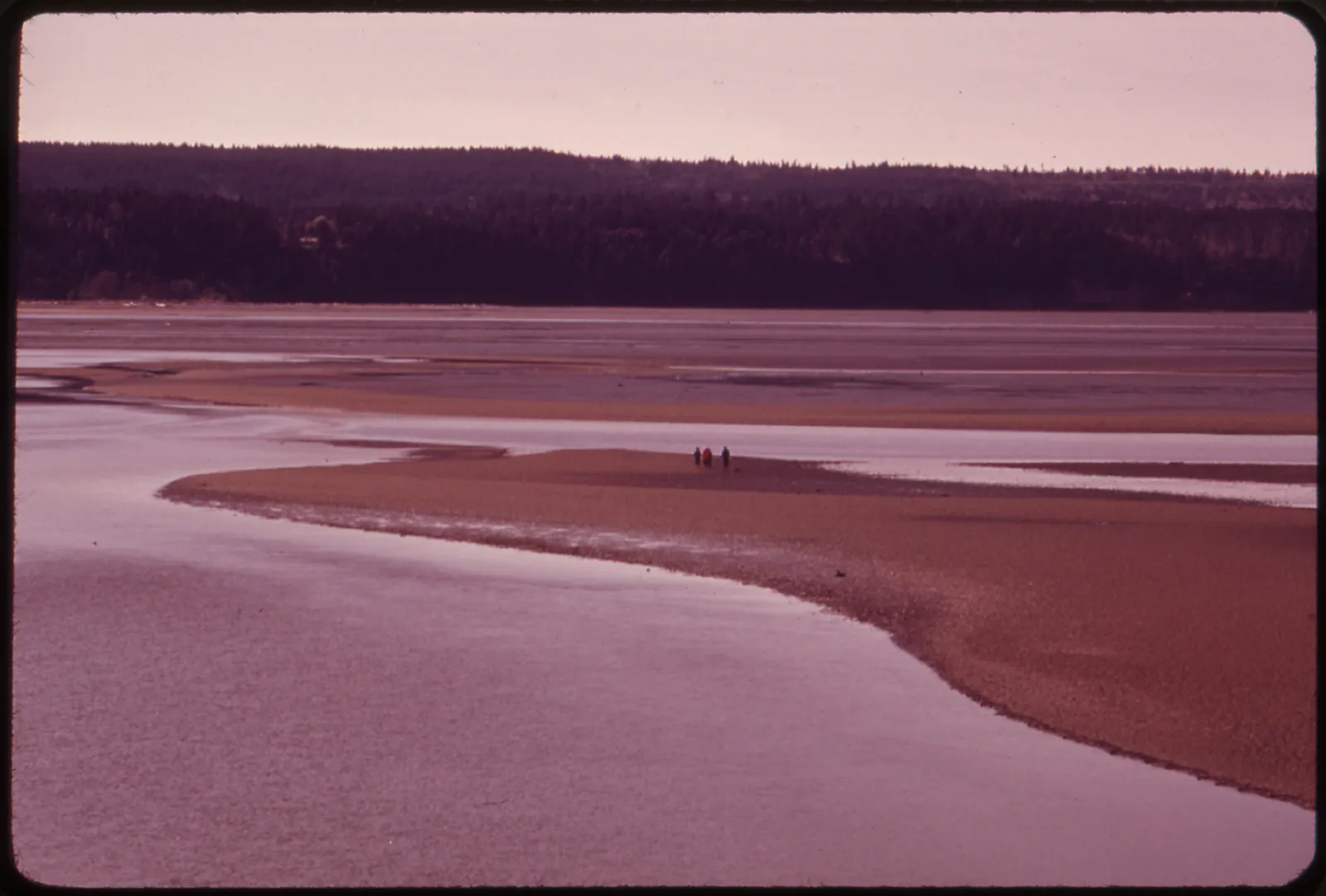 Aerial view of broad mudflats exposed at low tide in the Stillaguamish estuary, with tidal channels and a distant tree line