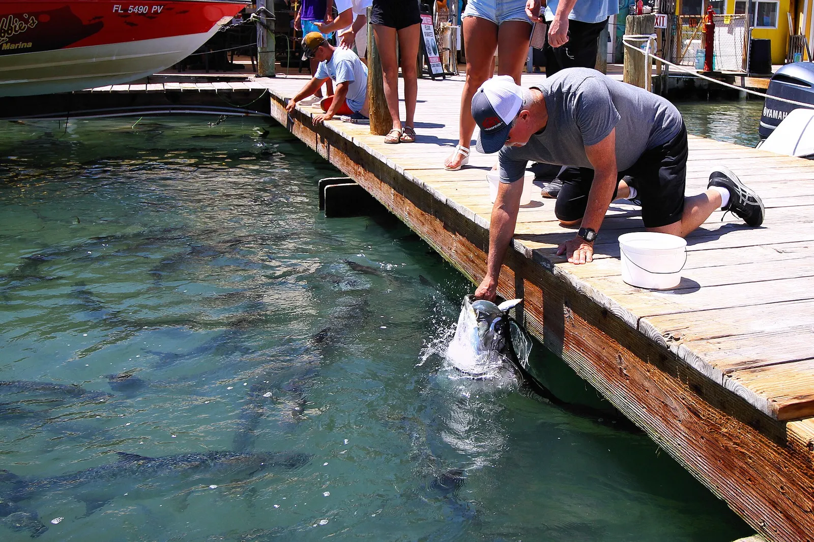 Tarpon crowding the water beside a marina dock as a visitor leans down to feed them
