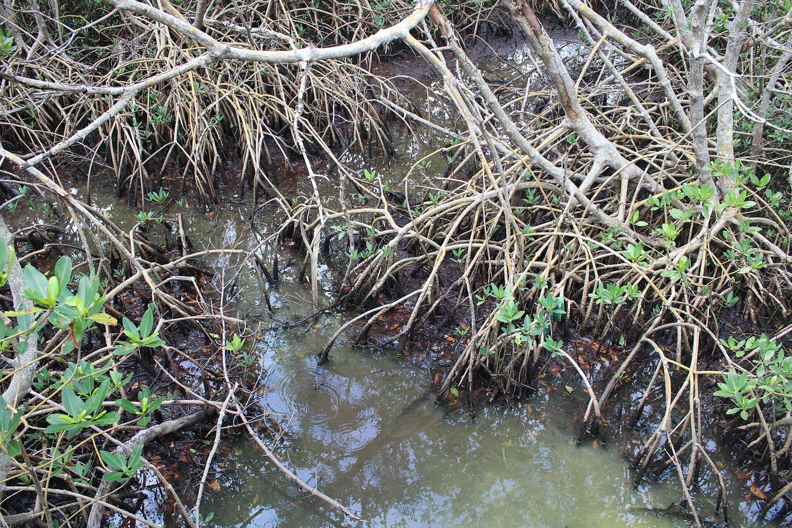Red mangrove roots along the water at Weedon Island Preserve