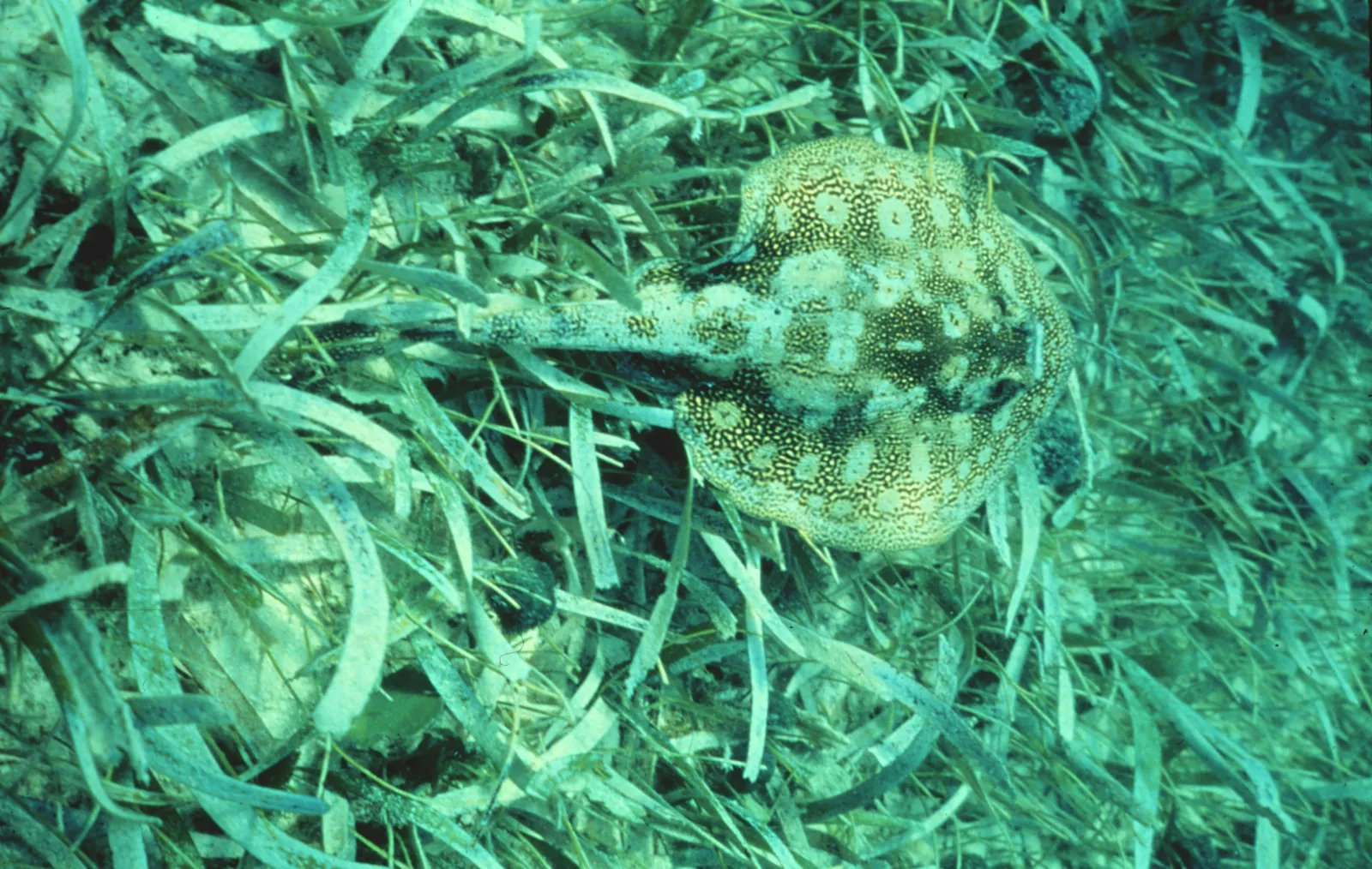 Yellow stingray lying camouflaged in a seagrass bed